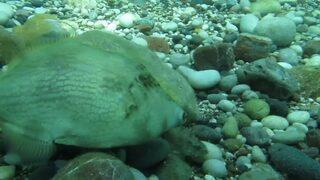 Kameraya yansıdı! Taş taklidi yapan domuz balığını görenler şaşkınlığa uğradı