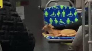 Görüntüler İstanbul'dan! Yağıştan kaçan kedi otobüse bindi