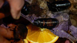 Türkiye'nin dört bir köşesine gönderiliyor! Tanesi 15 lira