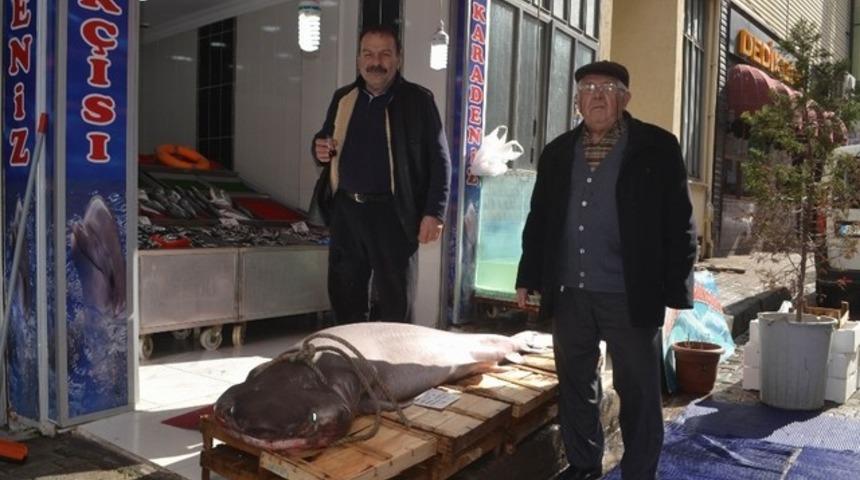 200 kiloluk köpek balığı görenleri hayrete düşürdü