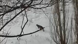 Nesli tükenme tehlikesi altında! Erzurum'da vaşak görüntülendi