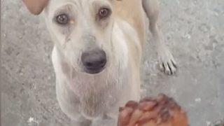 Duygusal anlar yaşattı! Yemek verdiği sokak köpeğini takip eden adam sosyal medyada popüler oldu