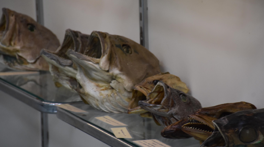 Türkiye'de ilk! İzmir'de deniz canlıları mumyalanıp sergilenmeye başladı