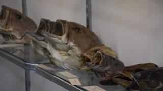 Türkiye'de ilk! İzmir'de deniz canlıları mumyalanıp sergilenmeye başladı