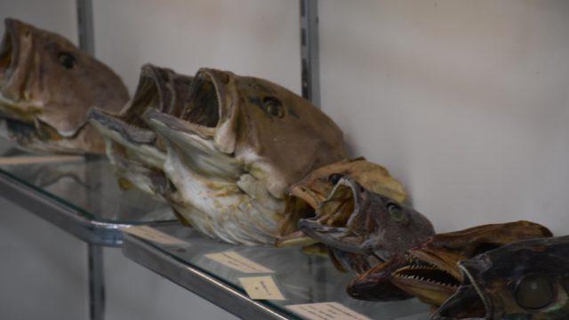 Türkiye'de ilk! İzmir'de deniz canlıları mumyalanıp sergilenmeye başladı