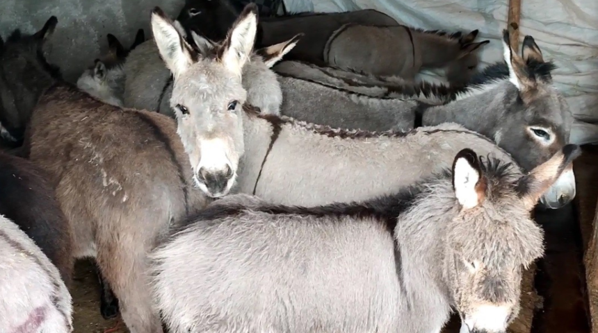 Bingöl'de bu görüntü yürekleri sızlatmıştı! O eşeklere kaymakamlık sahip çıktı