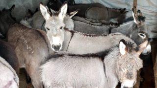 Bingöl'de bu görüntü yürekleri sızlatmıştı! O eşeklere kaymakamlık sahip çıktı