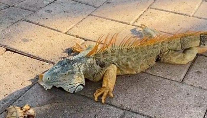 ABD'nin Florida eyaletinde gökten "iguana" yağıyor! Yetkililer halkı uyardı