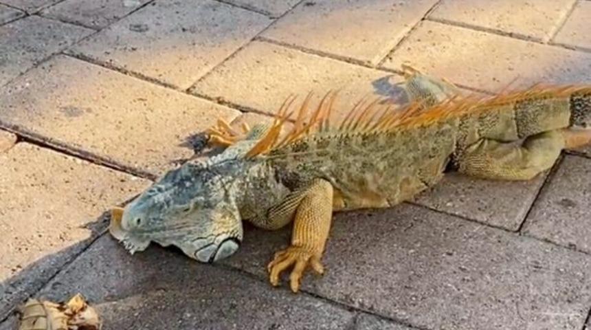 ABD'nin Florida eyaletinde gökten "iguana" yağıyor! Yetkililer halkı uyardı