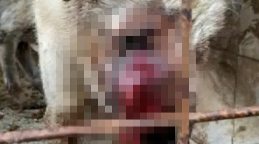 Kanser hastası köpeğin inanılmaz değişimi! Yara içindeydi, bu hali herkesi şaşırttı