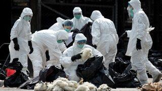 Almanya'da kuş gribi yayılıyor