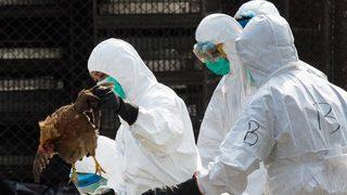 Reşadiye’de kuş gribi rastlanan köyde tavuklar itlaf edildi