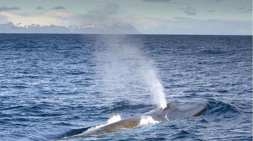 İrlanda'dan Rusya'ya: Kıyılarımızda yapacağınız tatbikati, nadir balina t&uuml;rlerine zarar verebilir