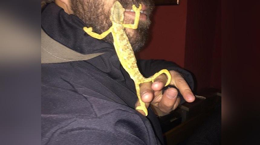 Donmak üzereyken buldu, arkadaş oldular! Bukalemunu görenler şaşkınlığını gizleyemiyor