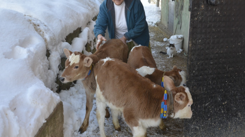 Bolu'da ineği üçüz doğuran kadın da, yetkililer de şaşkına döndü: İlk defa böyle bir olayla karşılaşıyorum