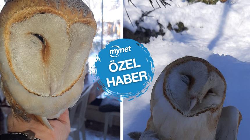 Burası: Hadımköy! Yoğun kar yağışı sonrası bu halde bulundu: 'Buraya nasıl gelmiş biz de bilmiyoruz'