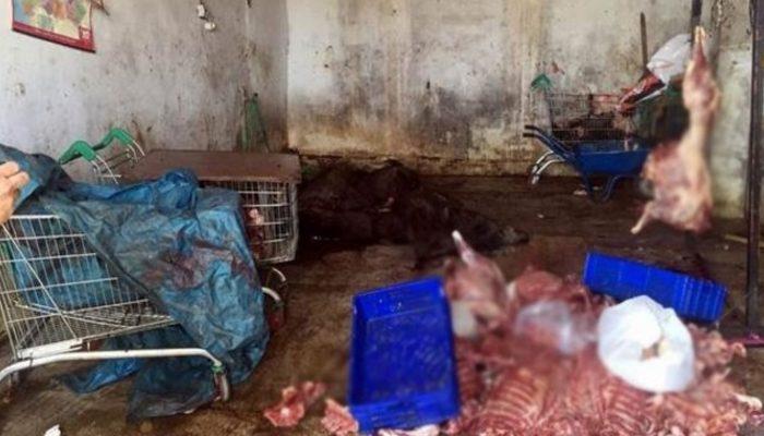 Aydın'da kaçak domuz eti skandalı, okullara bile dağıtılmış