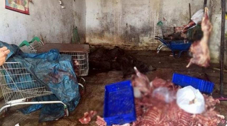 Aydın'da ka&ccedil;ak domuz eti skandalı, okullara bile dağıtılmış