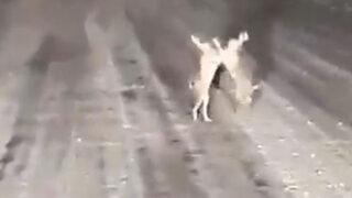 Kastamonu'da ilginç anlar! Yol ortasında iki tavşanın kavgası gülümsetti