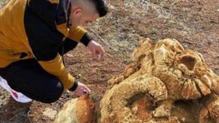 Tamamen Mardin'e özgü! 15 kilo ağırlığında, evininin odasında sergiliyor