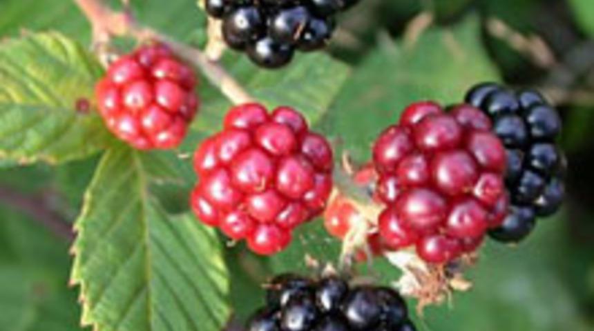 Şifa Kaynağı B&ouml;ğ&uuml;rtlen