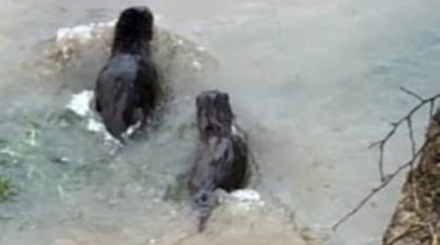 Erzurum'da vatandaşları şaşırtan olay! Gece saatlerinde görüldü: Çok heyecanlıyız