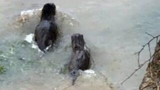 Erzurum'da vatandaşları şaşırtan olay! Gece saatlerinde görüldü: Çok heyecanlıyız