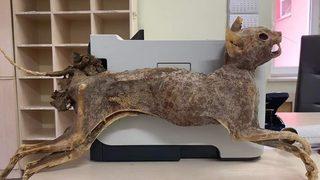 Çorum'da cami tadilatında 80 yıllık hayvan cesedi bulundu! Ne olduğu bilinmiyor