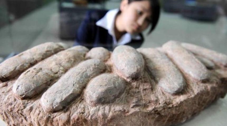 &Ccedil;in&rsquo;de dinozor yumurtası fosili hırsızlığı ş&uuml;phelileri yakalandı