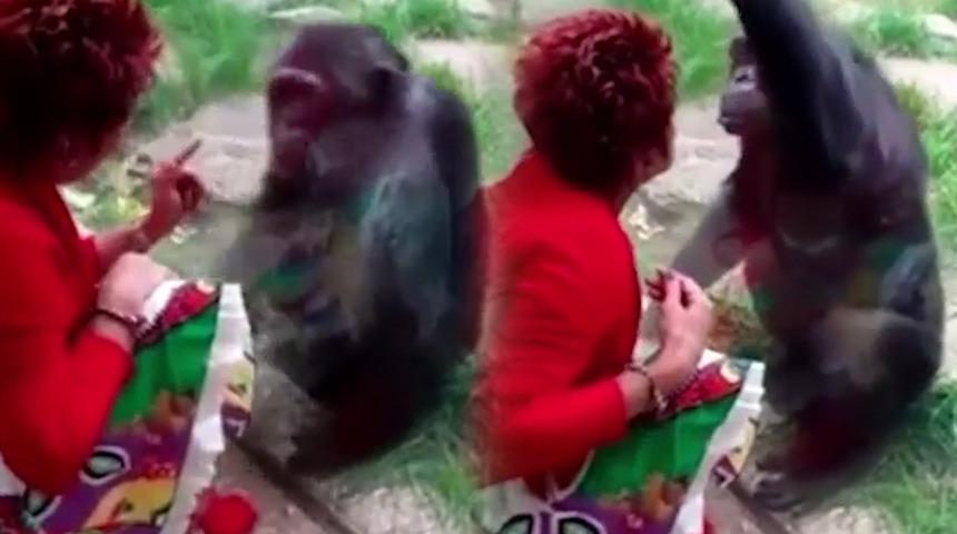 Hayvanat bahçesinde tanıştığı maymunla aşk yaşadığını söyleyen Adie Timmermans’ın hikayesi herkesi şaşırttı