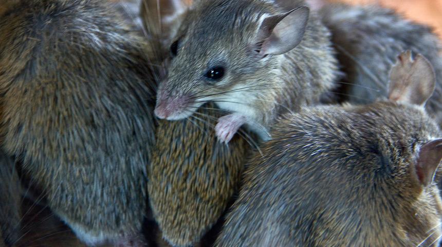 Covid-19'la hamsterlar arasındaki bağlantı ortaya çıktı! Yetkililer harekete geçti