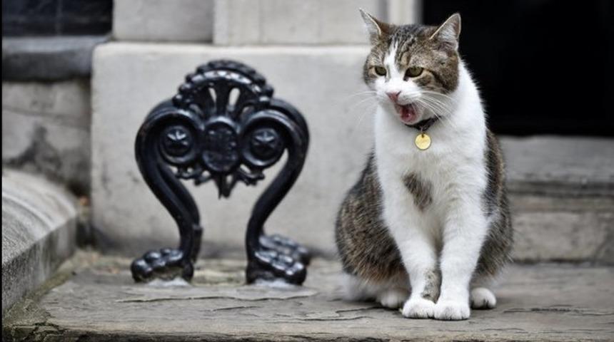 Bilim d&uuml;nyası a&ccedil;ıkladı: Kedilerin k&ouml;keni T&uuml;rkiye