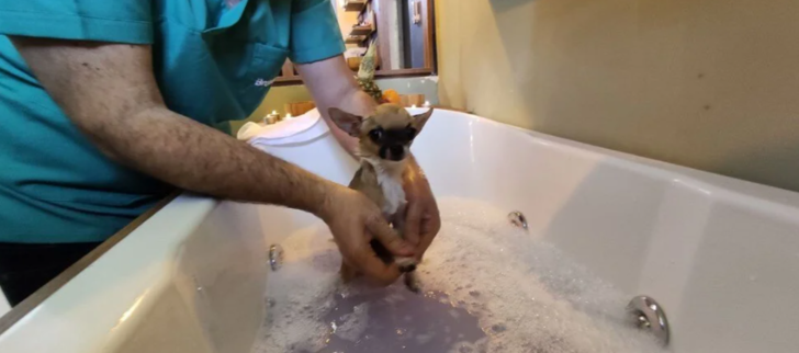 Uludağ’da evcil hayvanlara 5 yıldızlı tatil imkanı! İçinde jakuzisi bile var G3