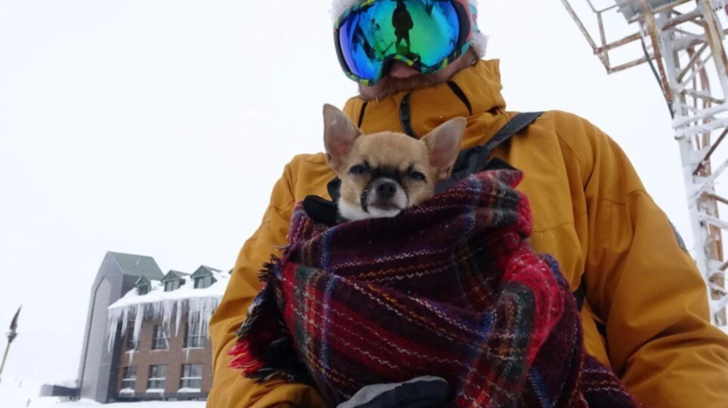 Uludağ’da evcil hayvanlara 5 yıldızlı tatil imkanı! İçinde jakuzisi bile var G5