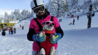 Uludağ’da evcil hayvanlara 5 yıldızlı tatil imkanı! İçinde jakuzisi bile var