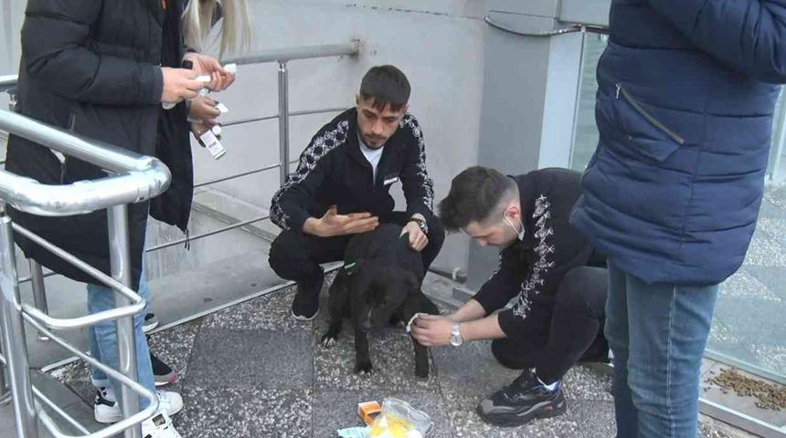 Sahipsiz pitbull dehşet sa&ccedil;tı! Sokak k&ouml;peğini elinden zor aldılar