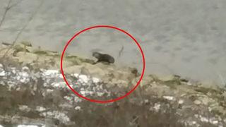 Bursa'da görüldü, bir ilk! Kunduz sandılar ama gerçek çok başka çıktı