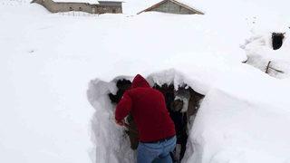 Muş'ta kar nedeniyle bir köy adeta yok oldu! Ev ve ahırlara tünellerle ulaşım sağlanıyor