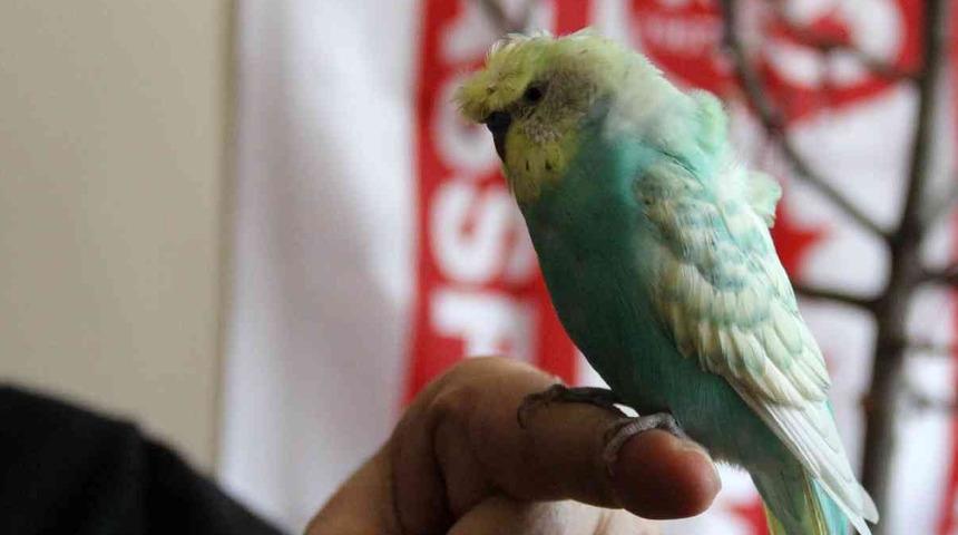 Mehter marşı söyleyen kuş! Sivas'ta onu gören şaşıp kalıyor, yurt dışından bile teklif var