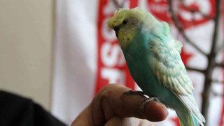 Mehter marşı söyleyen kuş! Sivas'ta onu gören şaşıp kalıyor, yurt dışından bile teklif var