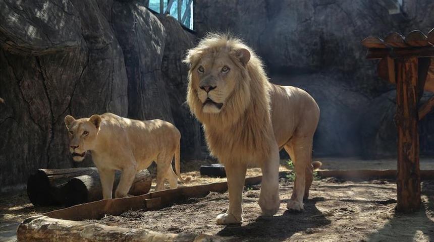 İran'da korkunç olay! Kafesinden kaçan aslan bakıcısını öldürdü