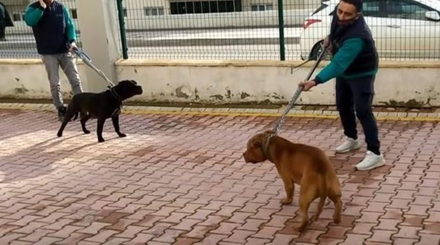 Minik Asiye'ye pitbull saldırısında yeni gelişme! Köpekler silah sayıldı