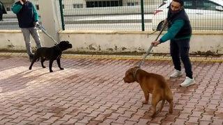 Minik Asiye'ye pitbull saldırısında yeni gelişme! Köpekler silah sayıldı