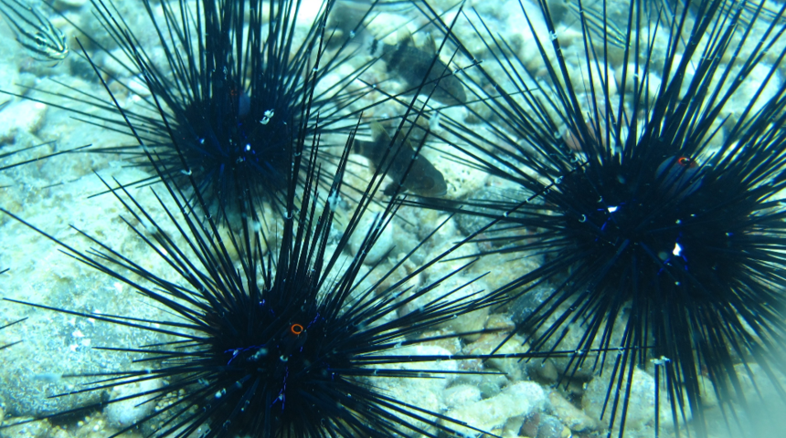 Denizkestanesine dikkat! Kayaların arasında dikenleri kopmuş durumda bulunuyor 