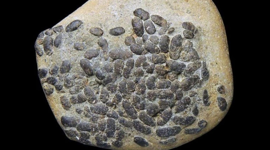 Bilim insanlarını şaşırtan keşif! Tam 9 milyon yıllık içi dışkı dolu kafatası bulundu 