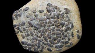 Bilim insanlarını şaşırtan keşif! Tam 9 milyon yıllık içi dışkı dolu kafatası bulundu 