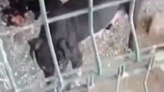 Hatay'da köpek, köpeği parçalayarak yedi! Hayvanların o görüntülerine soruşturma ve para cezası