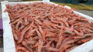 Yasak kalktı! Kilogramı 60 liradan satılıyor