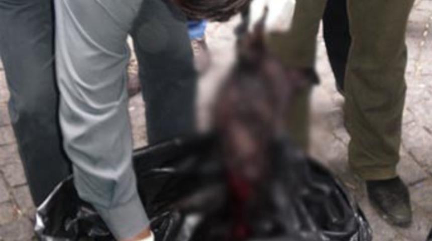 Kumkapı'da paketlenmiş k&ouml;pek eti  bulundu