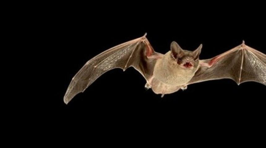 Mağazada yarasa &ccedil;ıktı, kuduz diye su&ccedil; duyurusunda bulundu